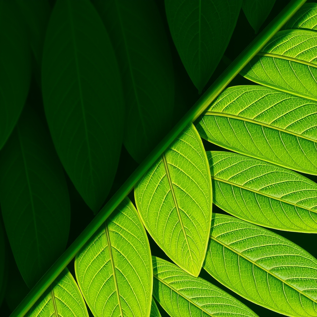 Close-up of Green Leaves with Veins