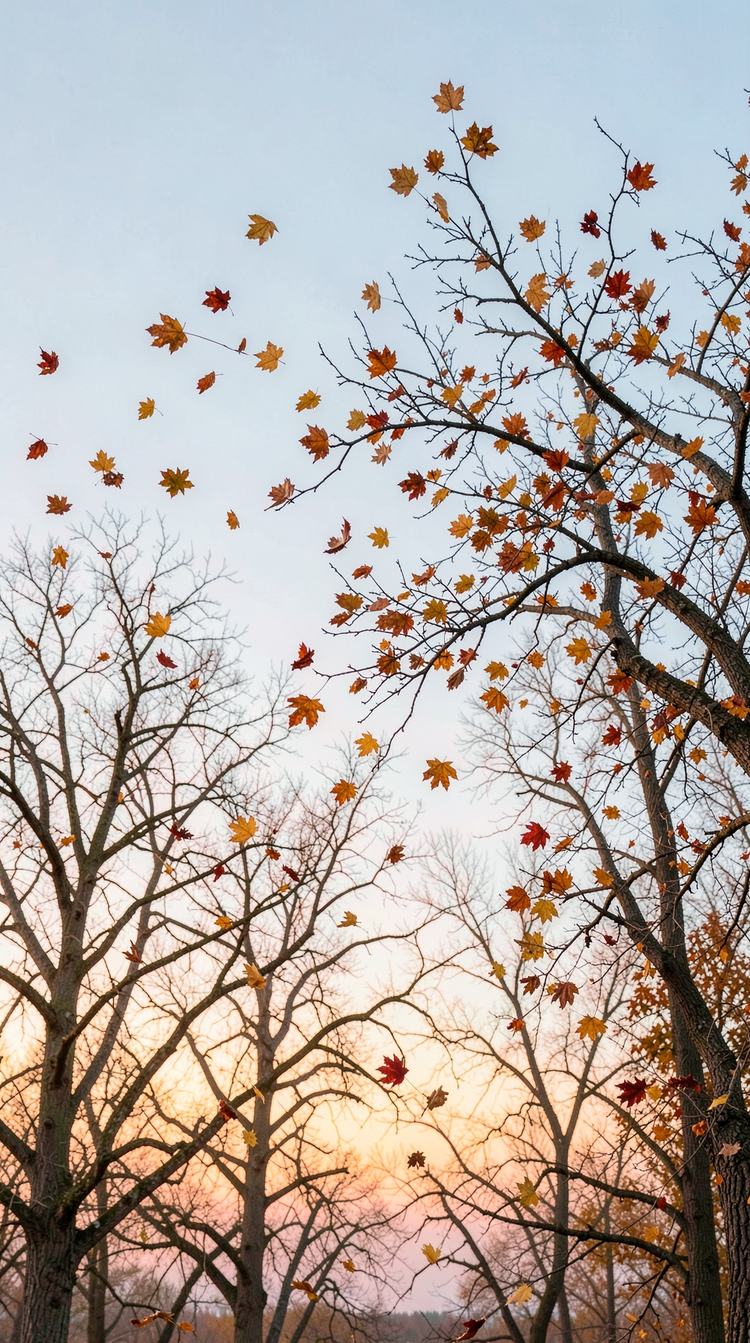 Golden autumn leaves falling from trees in warm sunlight