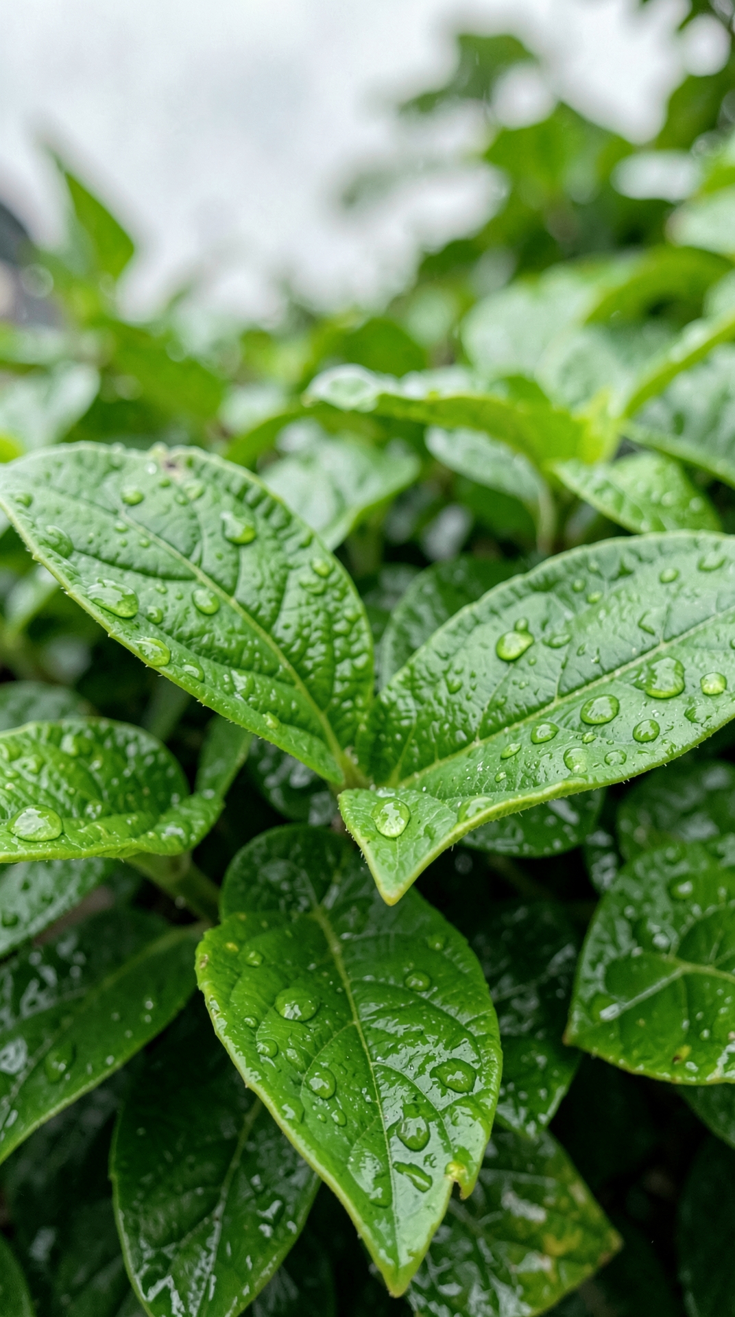 Vibrant Green Leaves on Rainy Day